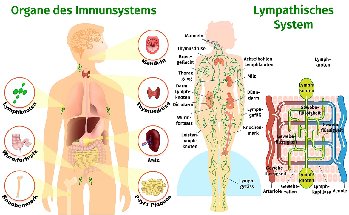 Immunsystem Organe, Lymphsystem, Aufgaben